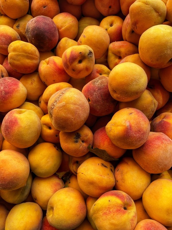 Les meilleures croisières pour les amateurs de pêche en haute mer